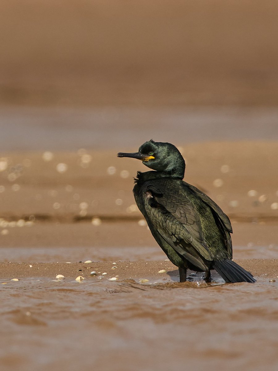 tomcdevon's tweet photo. Shag on the sand.
#olympus #om1 #mzuiko300mmf4 #photography #wildlifephotographer #birdphotography #photography #sandisc #photo #photoshoot #devonlive #devon #devonphotographer #shag #birding #jurrasiccoast #exeter #exmouth #eastdevon #devonbirds #omsolutions #spring https://t.co/hvdCcoyJnG