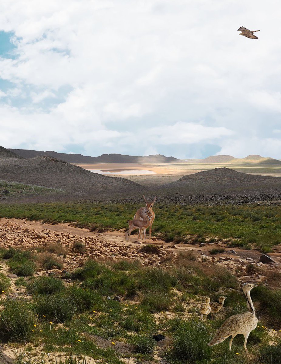 خبر جديد  تم انطلاق مهرجان 🇸🇦الملك سلمان بن عبد العزيز للمحمية الملكية في القريات بالمملكة العربية السعودية

ماهي التفاصيل؟

⁃تعد محمية الملك سلمان بن عبد العزيز الملكية أكبر محمية للحياة البرية في الشرق الأوسط، حيث تمتد على مساحة تزيد عن 130 ألف كيلومتر مربع. 

⁃يوجد بها مواقع