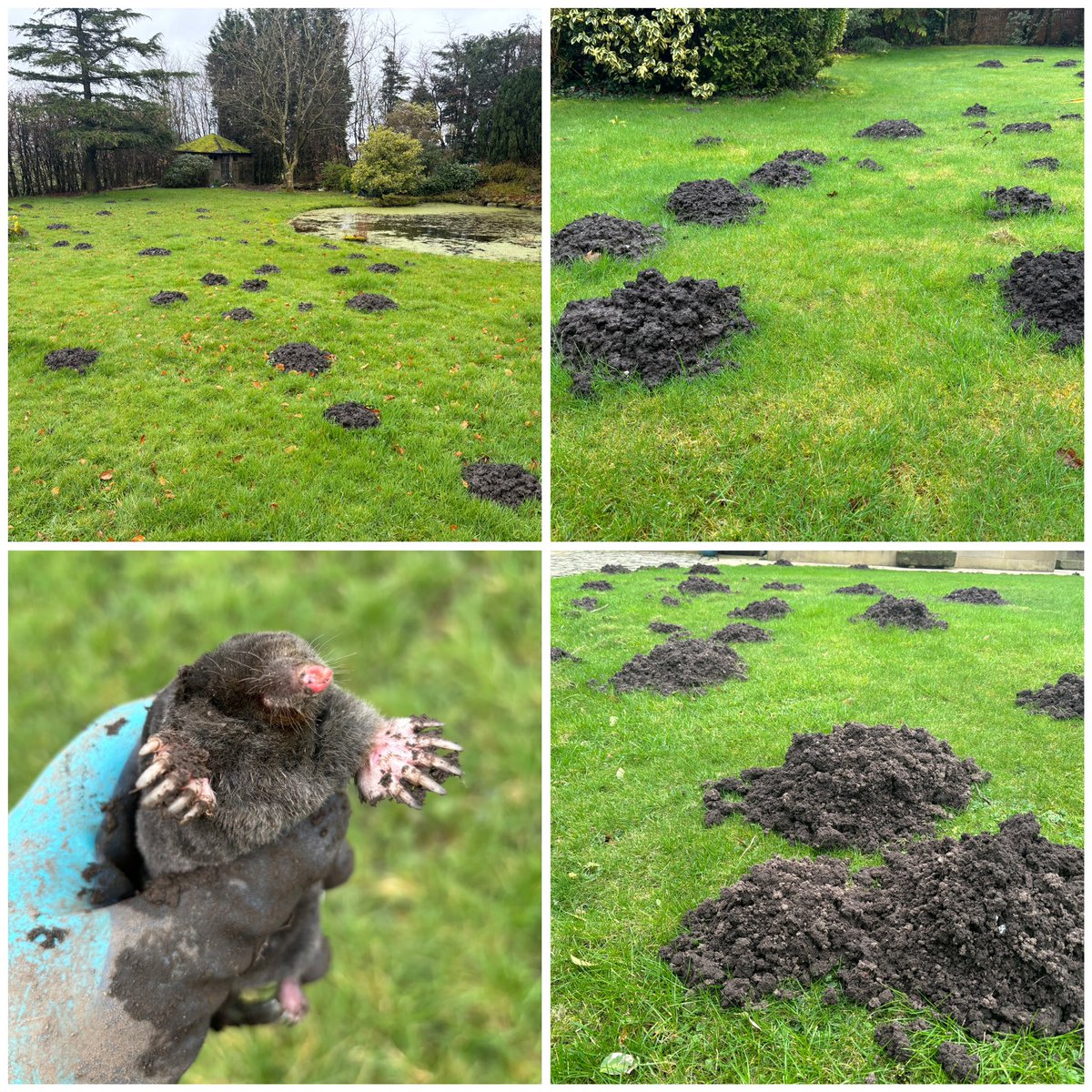 Get in touch today for professional mole control.
moleandwasp.com
07474956940
#rossendale #pendle #pennines #whalley #ribblevalley #hyndburn #craven #calderdale #lancashire #yorkshire