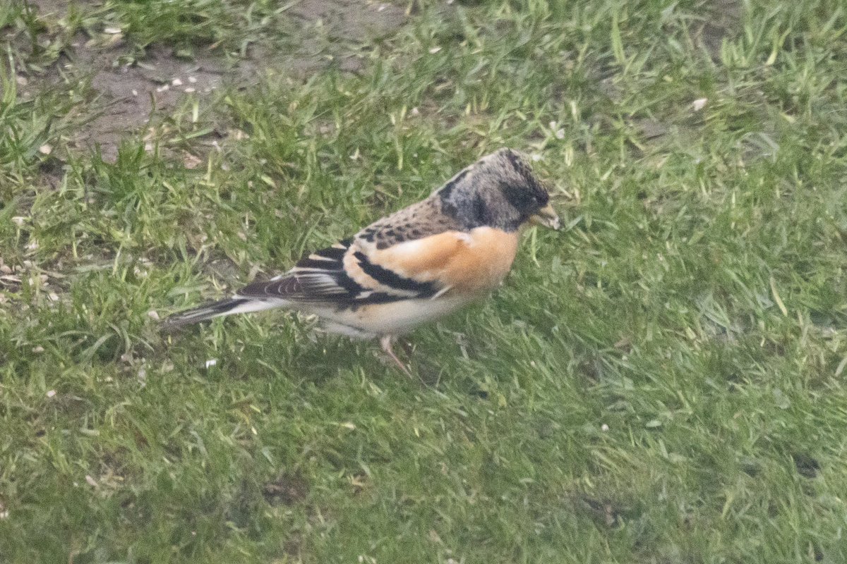 Brambling have been scarce locally this winter so really pleased to see my 1st of the year in the garden this evening!