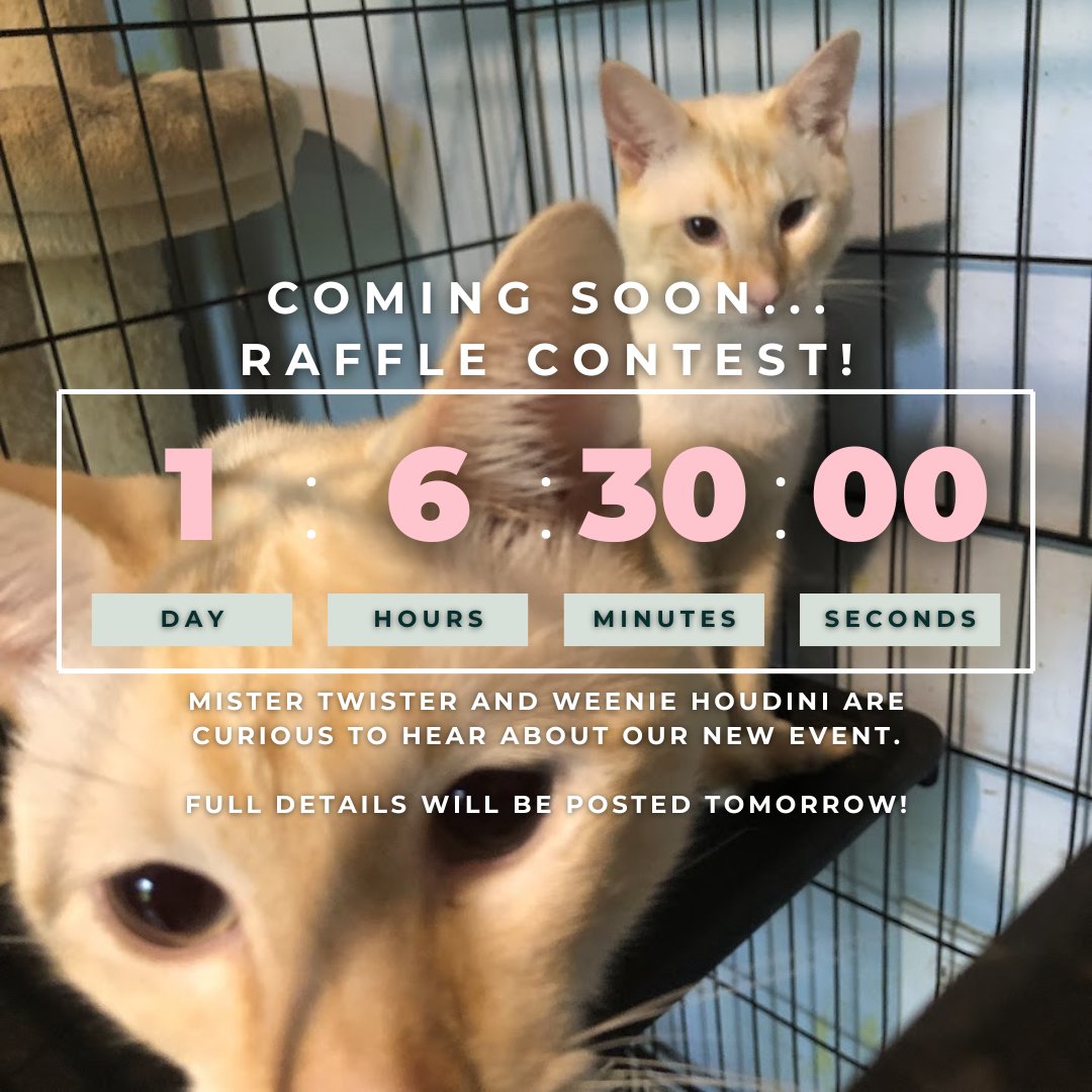 Mister Twister and Weenie Houdini are so excited to announce our next event for the 2024 spring season...
A #raffle  contest!🥳
Full details on the rules and prizes will be posted tomorrow, but we hope that you are looking forward to is as much as we are!
#Caturday #CatsOfTwitter