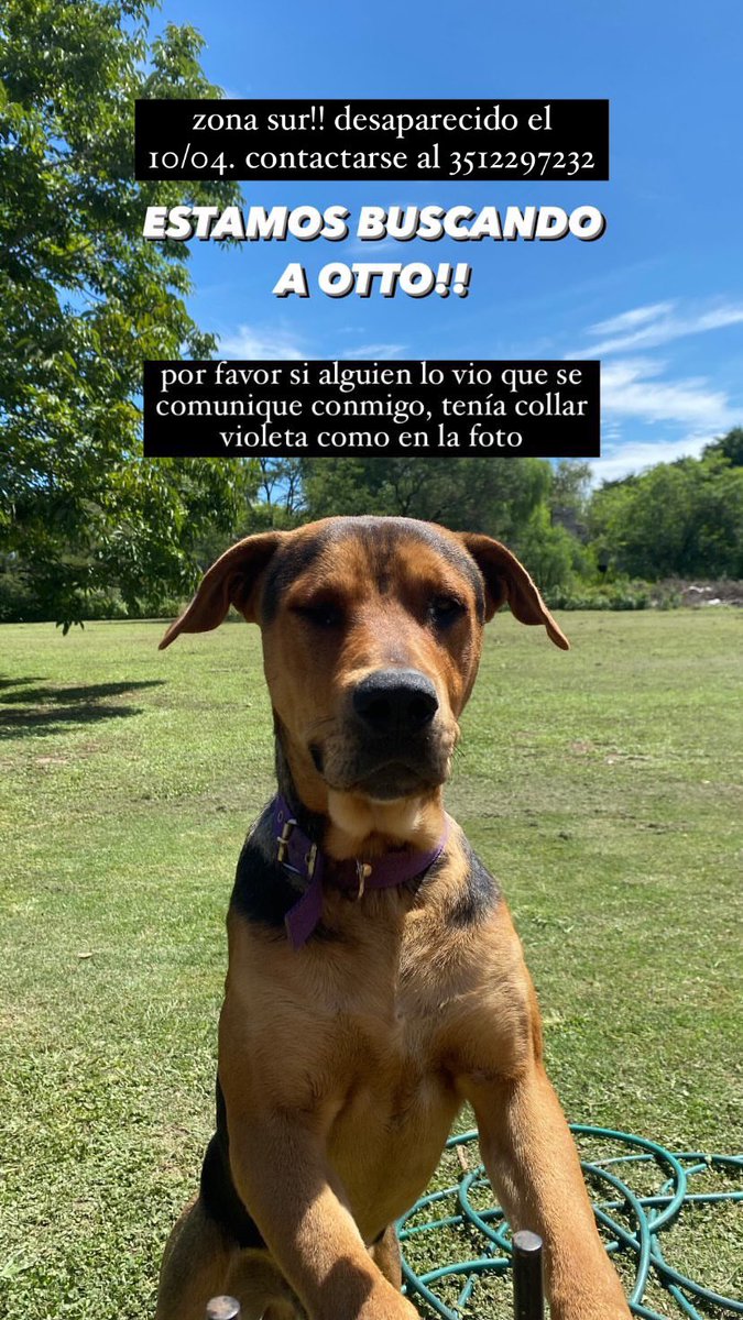 por favor si pueden compartir ayudaría mucho 🙏🏻🙏🏻
Perdido en cba capital el dia 10/04. Responde al nombre de Otto, cualquier información comunicarse al 3512297232