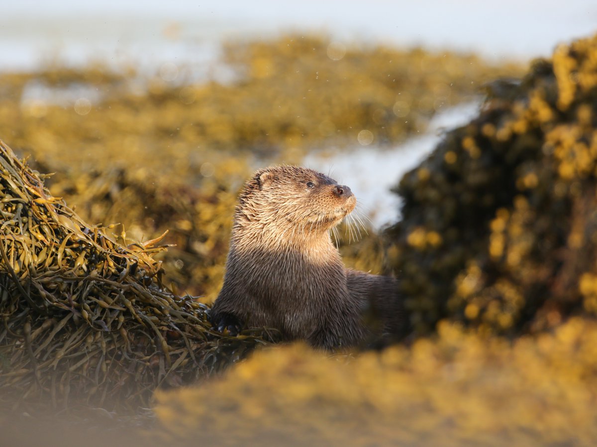 Join Mike Dilger @DilgerTV on an extraordinary adventure to Scotland's captivating Isle of Mull! 🦅 Explore diverse coastal life, from eagles to otters, journeying through stunning landscapes. Photography-focused itinerary also available! wildlifeworldwide.com/group-tours/is…