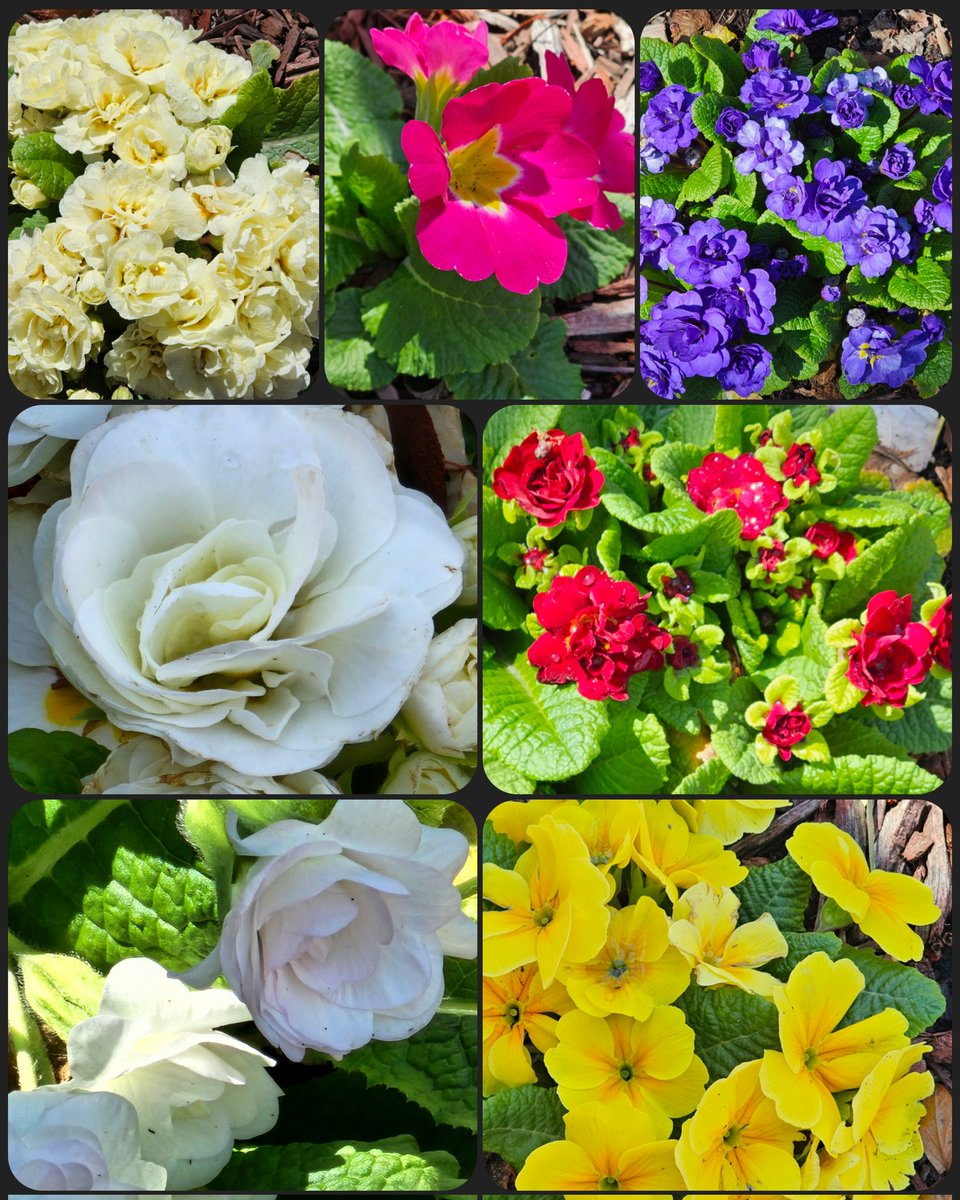 I stick a lot of primrose pics here during early spring because I've got a lot of primroses growing in my garden. They've been here for years, and, year after year, they prove themselves. Tough little organisms. Proud of them.