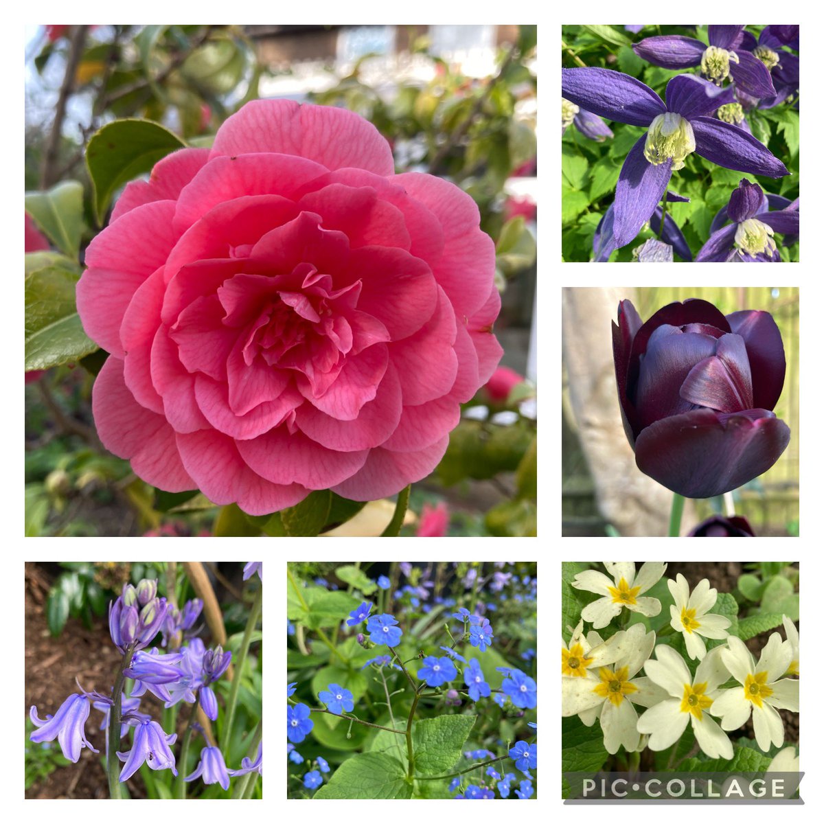 The brilliant @patmarsh back on @BBCRadioKent Sunday from 10 with more great #gardening advice from 1030. Email your questions to sunday.gardening@bbc.co.uk Meantime here are #SixOnSaturday