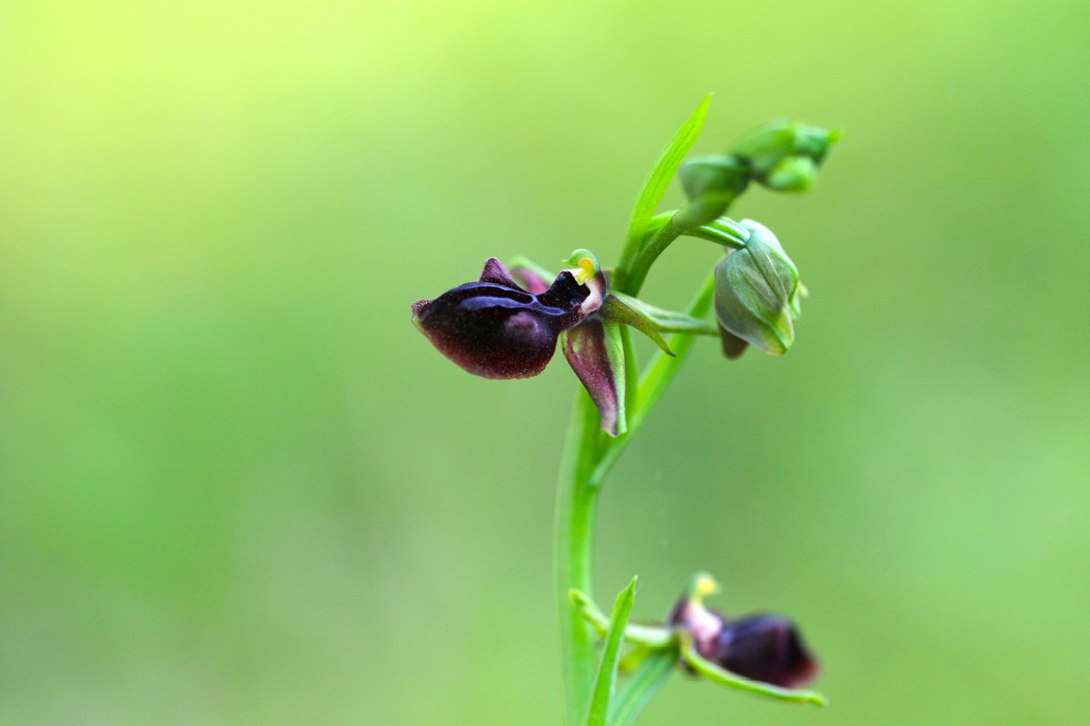 Kedikulağı - Ophrys mammosa 

Kırklareli 
12 Nisan 2024

#hangitür