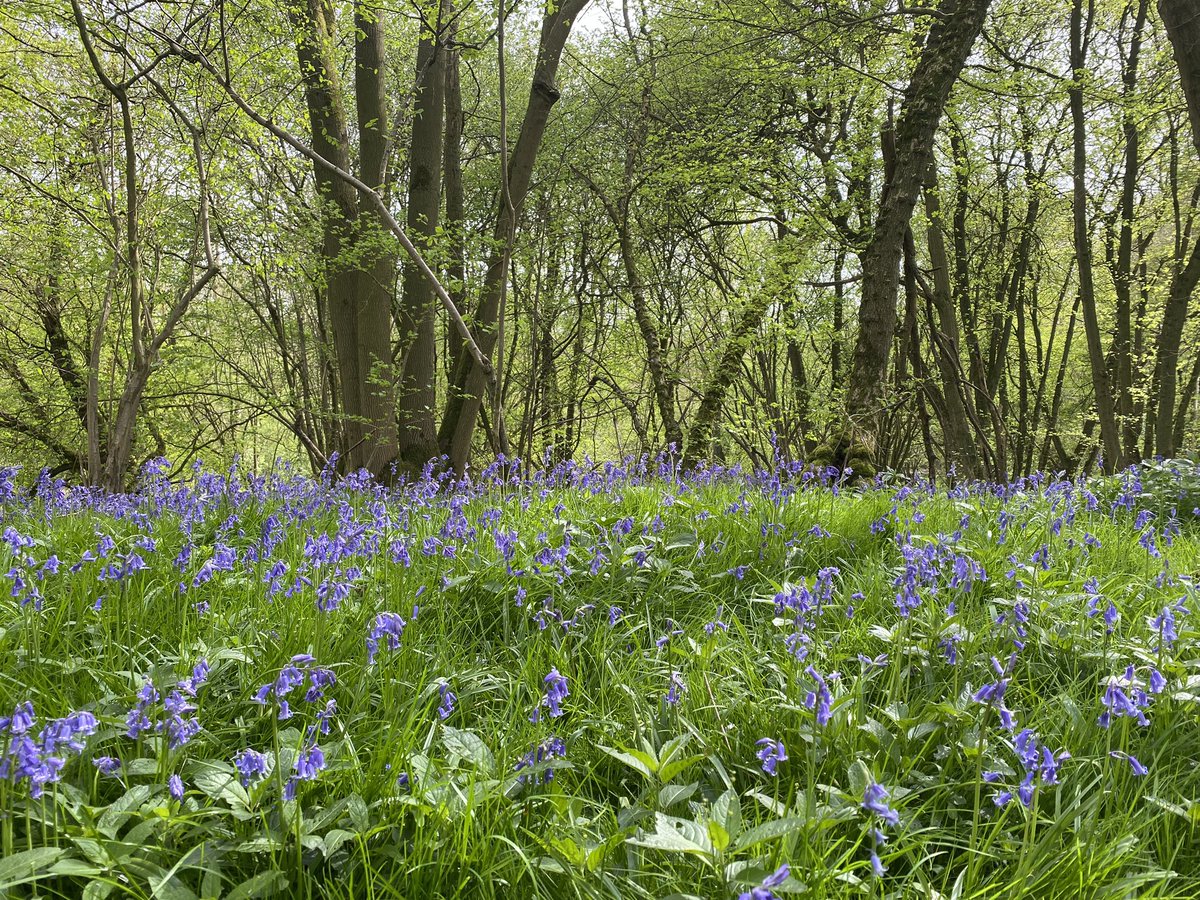 Bluebells, Rivey Wood, Linton