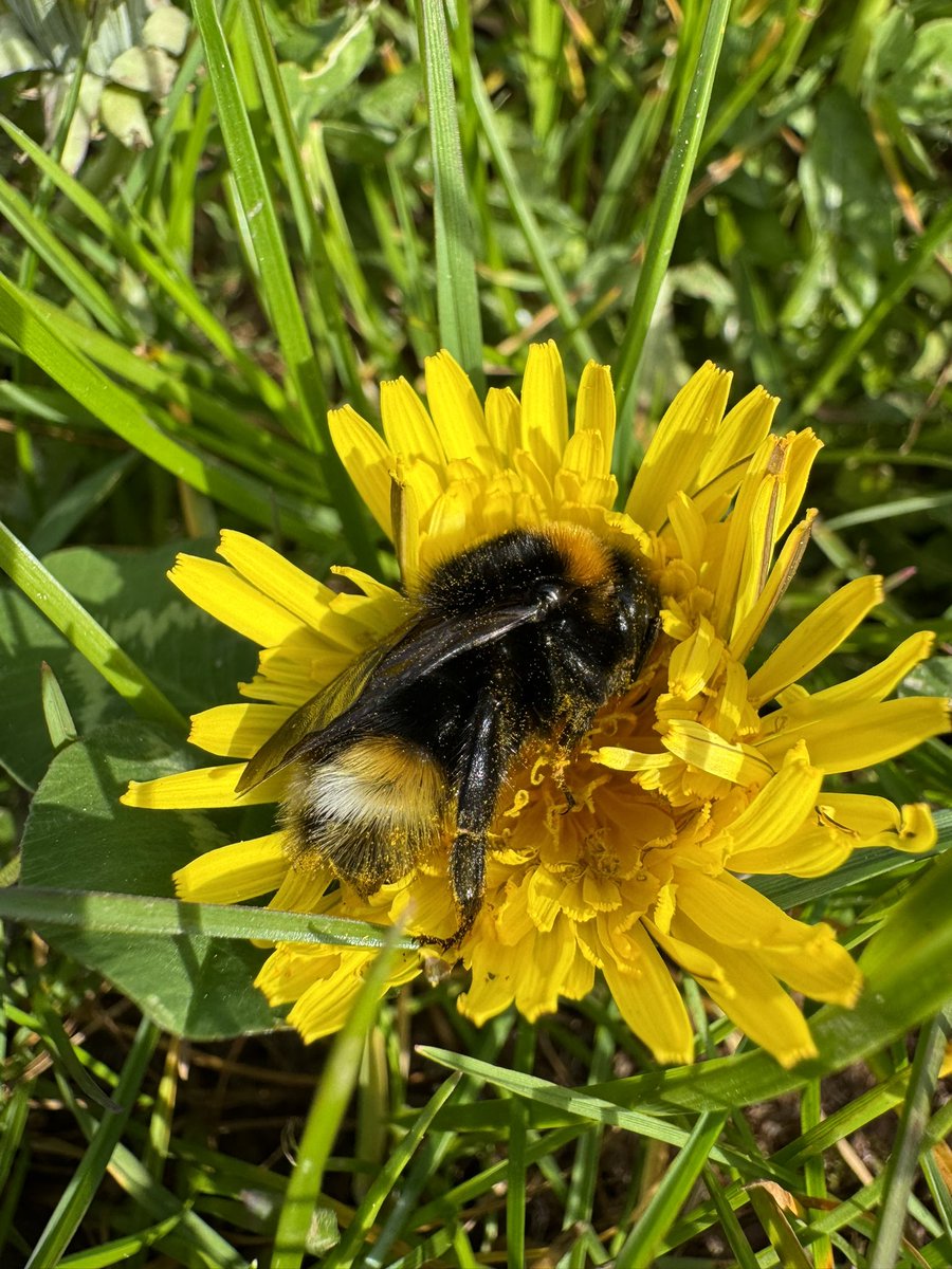 Caught this cuckoo bumble 🐝 taking a nap on a dandelion. So cute 🥰