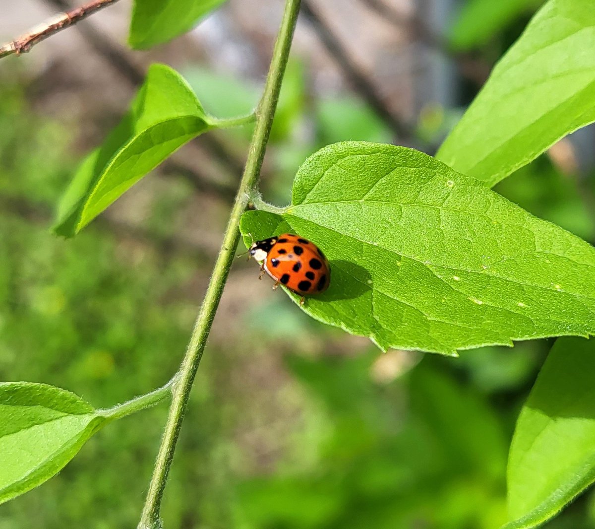 Lady bug lookin ass