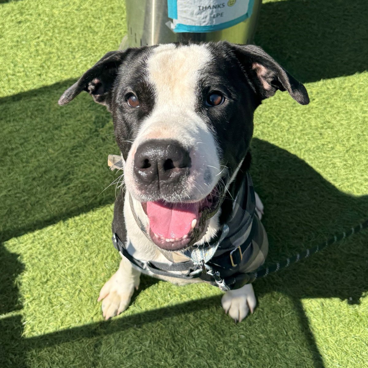 Percival has the ultimate puppydog eyes! This adorable guy loves meeting new people, playing with other dogs, and going on adventures. He would love an active family that includes him in their activities, then provides lots of snuggles back at home. bit.ly/3Prxx5A