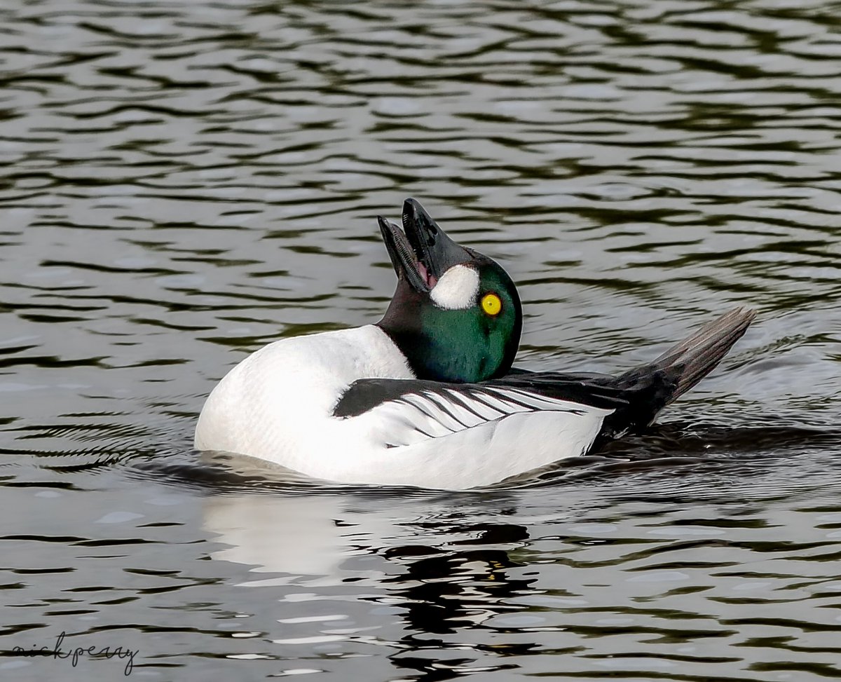 Golden eye displaying 13/4/2024
@WWTSlimbridge 
#TwitterNatureCommunity 
#TwitterNaturePhotography 
#BirdsSeenIn2024 #birding
#birdwatching #BirdsOfTwitter 
#NatureBeauty 
#NatureTherapy