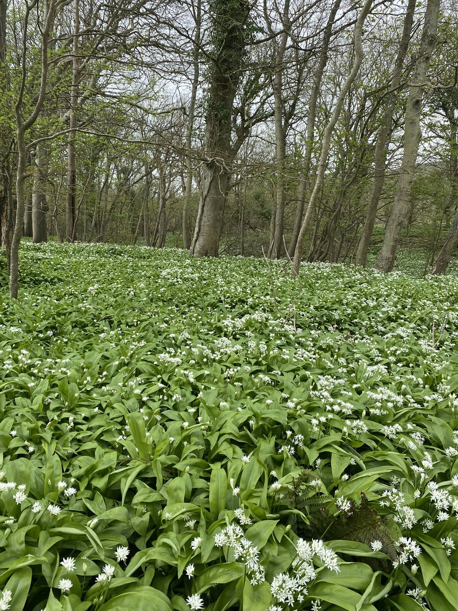 RobinRB17's tweet photo. Can you smell it? #wildgarlic #Tyneham https://t.co/CRr4CDosAl