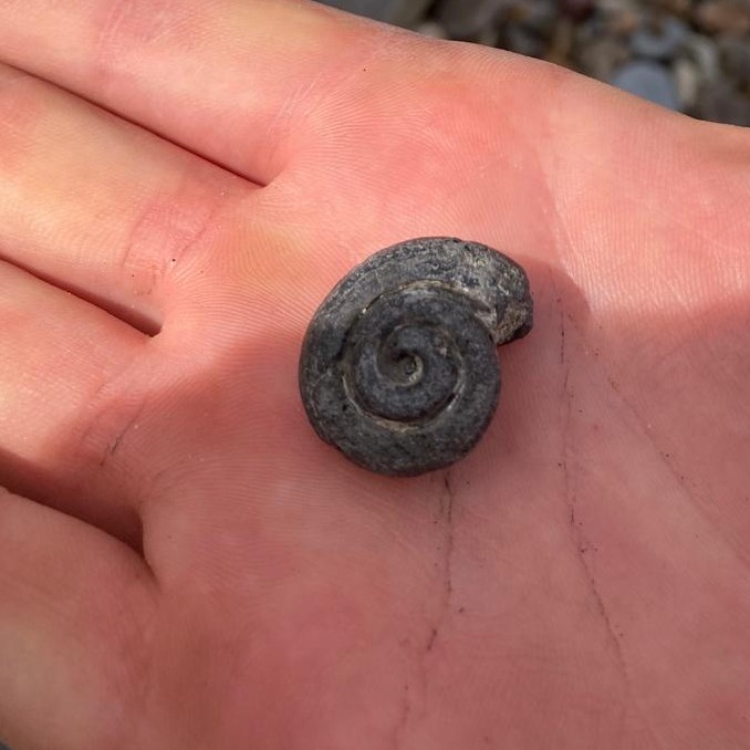 Over the last few days we've seen a few more fossil sea snails (gastropods) turning up on our walks. Well done to the eagle-eyed children who found these ones!  #fossilfinds
