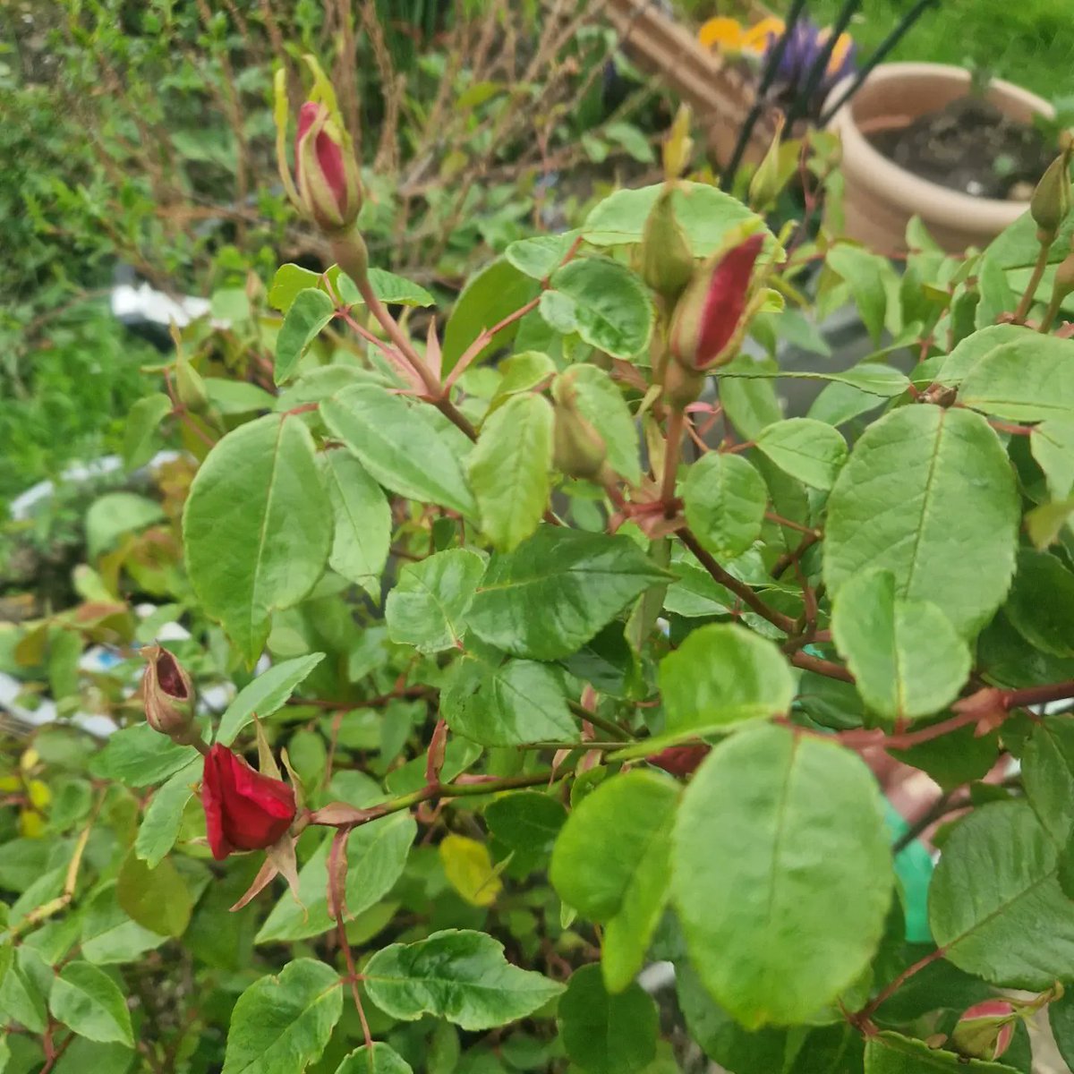 Richard Dee tweet media