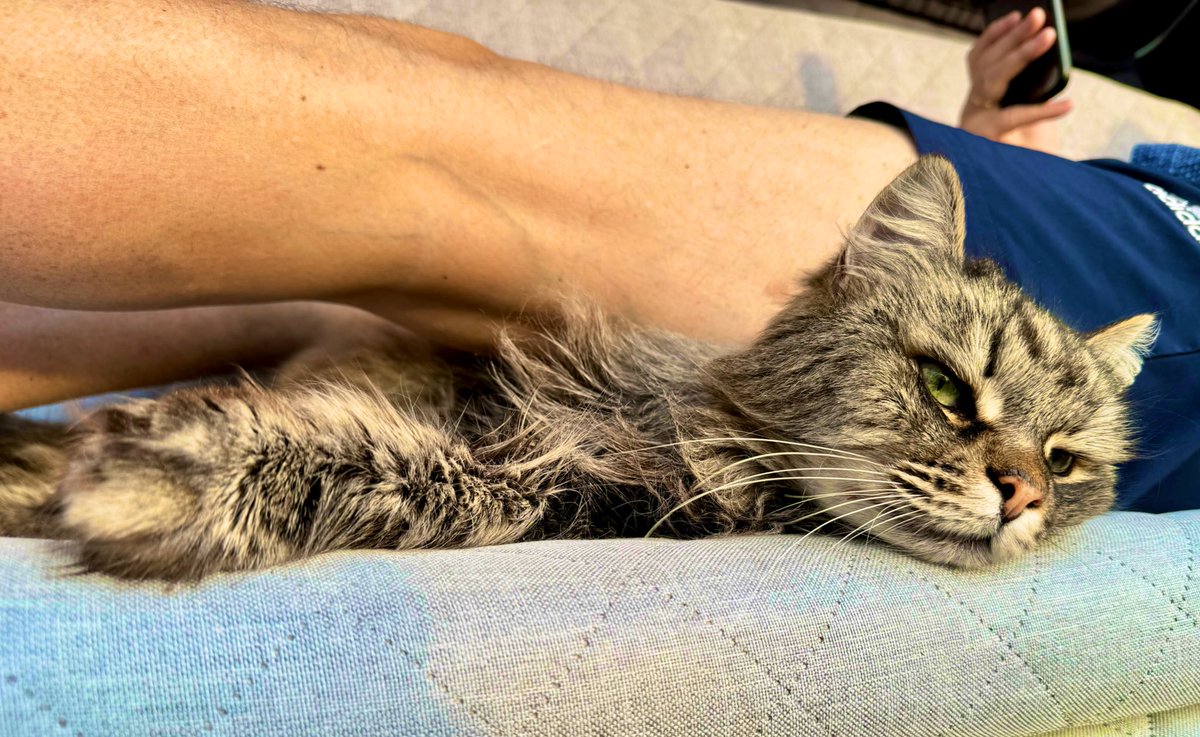 It feels like summer ☀️! We had a beautiful warm #caturday here. Daddy 💙 and I are enjoying the first warm evening of the year on our Hollywood swing. I love my Daddy so much 💙🦁💙🦁💙🦁💙 #cats #catsofx #CatsOfTwitter