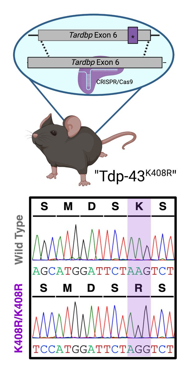5/
Using #CRISPR 🧬we generated a new knock in #mousemodel 🐁 to block SUMOylation at K408 allowing us to study what happens to TDP-43 when it can no longer be SUMOylated