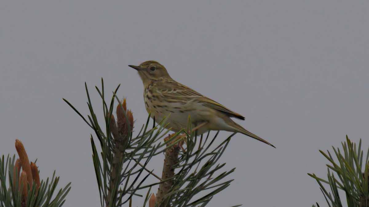 #UKbird ID help please.  
Seen in New Forest, on ~5 foot young pine.  Area had gorse, with other interspersed young trees giving way to open heath/moorland.  
Several species seem possible fits - I have made my mind up - but not too confident.  
#UKbirding #UKwildlife #BirdID