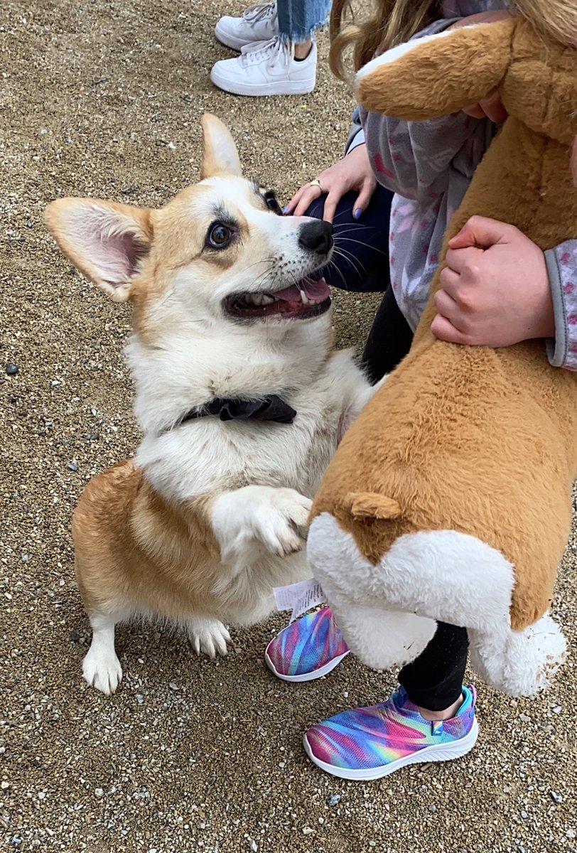 came across a corgi meetup and this little kid who loves corgis brought her corgi plushie and was surrounded by corgis who kept playing with her + her plushie . this may be the most wholesome thing I’ve ever witnessed