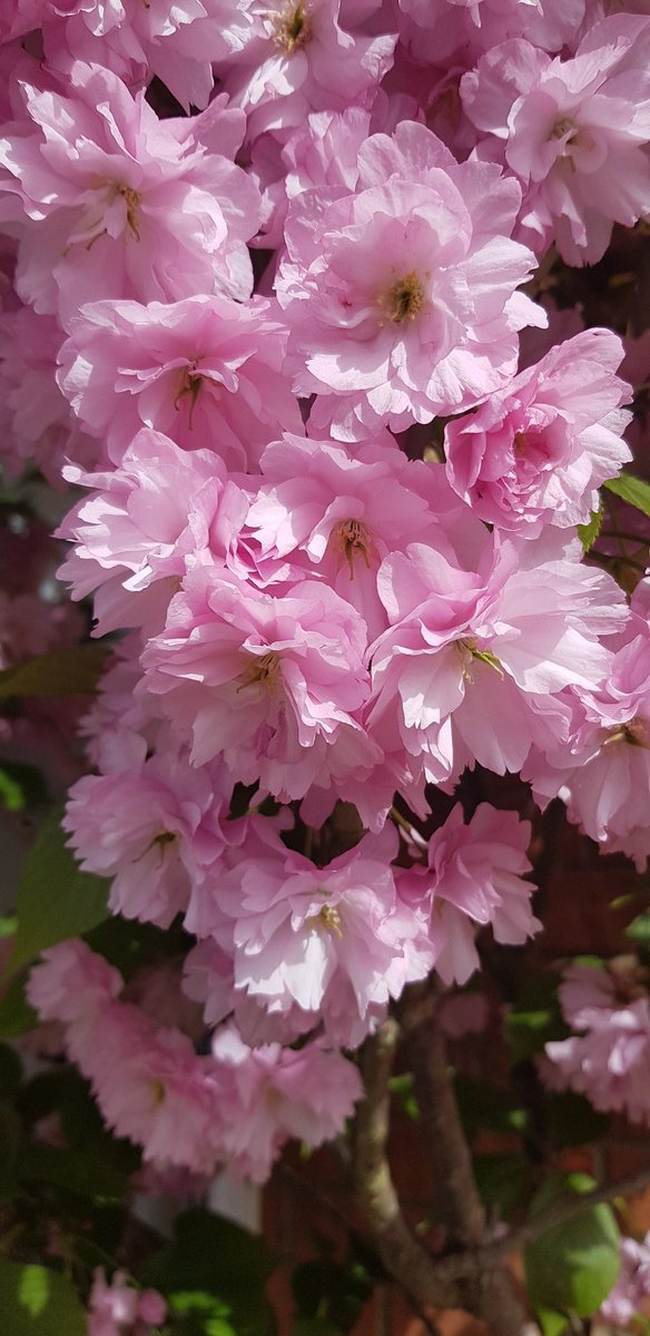 Cherry Blossom, with the pinks...extremely pretty 🌸😍💚
#blossom #BlossomWatch #Flowers #Gardening #beautifulthings #GardeningX #GardeningTwitter