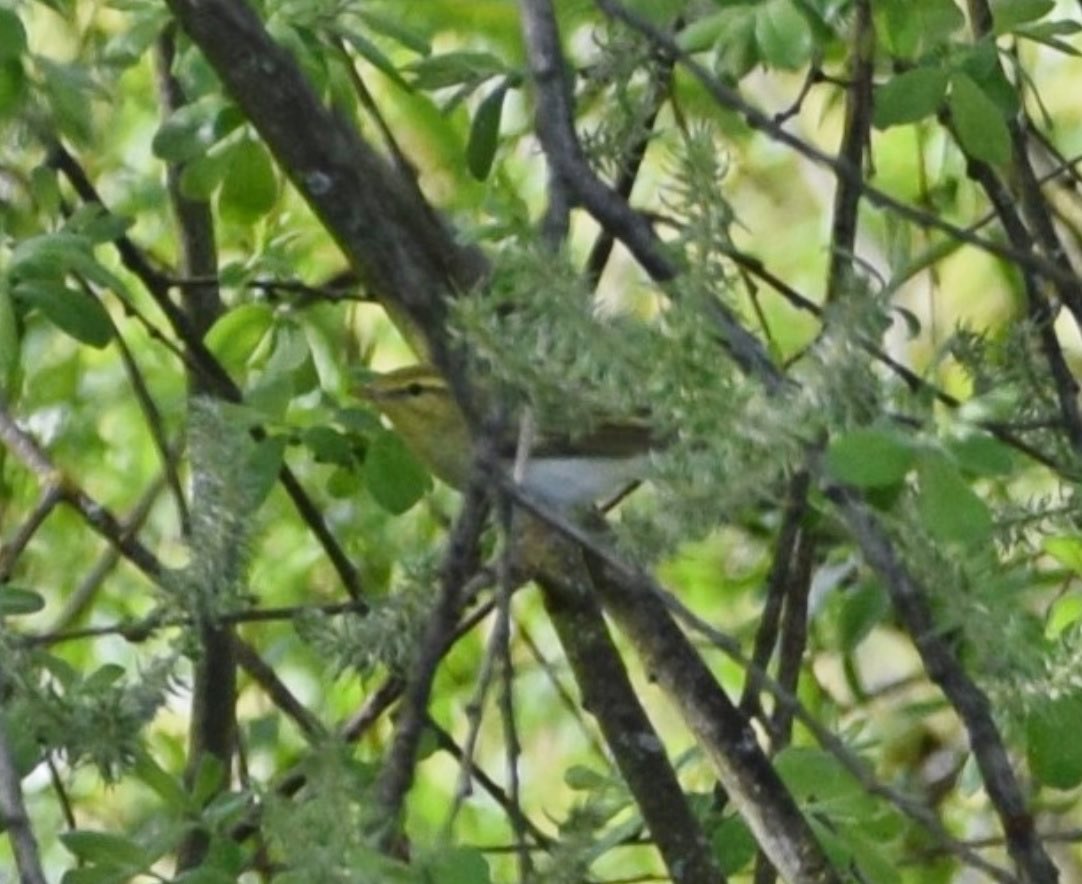 Paul Langley (@paul_langley80) on Twitter photo The Wood Warbler was still present at <a href="/RSPBRainham/">RSPB Rainham Marshes</a> at 16:40 and showed quite well near the Woodland Classroom (certainly better than these rather dodgy record shots would suggest!). <a href="/EssexBirdNews/">EBwS Bird News</a> The Wood Warbler was still present at <a href="/RSPBRainham/">RSPB Rainham Marshes</a> at 16:40 and showed quite well near the Woodland Classroom (certainly better than these rather dodgy record shots would suggest!). <a href="/EssexBirdNews/">EBwS Bird News</a>