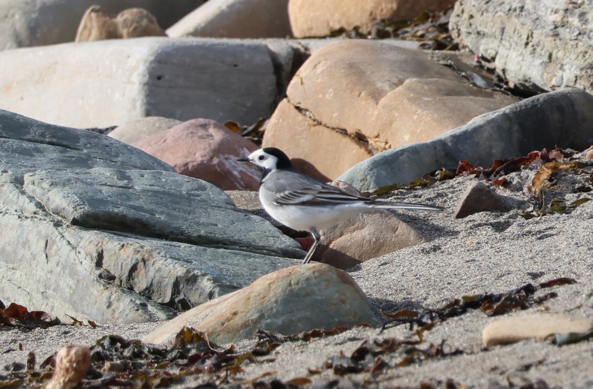 A few common migrants moving up the east coast today including Brambling and Goldfinch flocks. Three Rooks flew north this afternoon and White Wagtails along the coast #CaithnessBirds