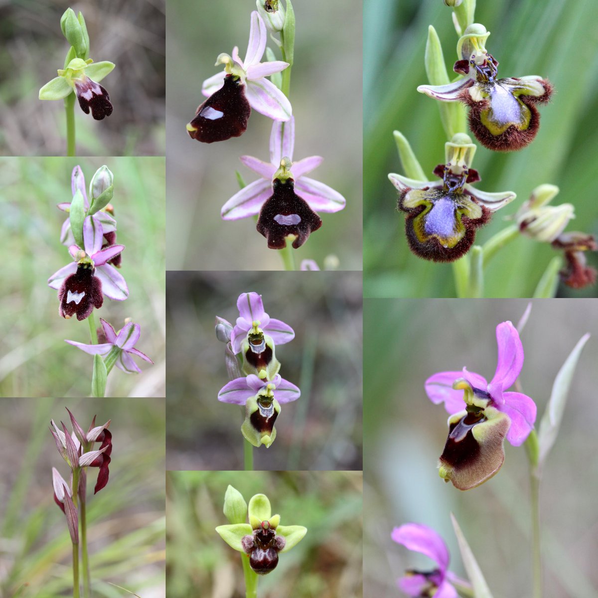 A selection of my favourite photos from our recent orchid hunt in Mallorca 🙂 , not the best year due to dry weather conditions earlier in the year, but the rewards were there !