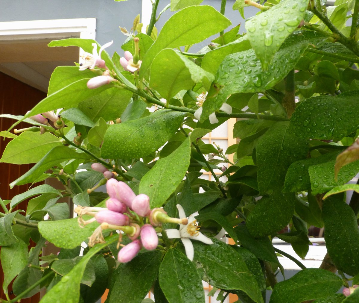 Citrus Mania 🍊🍋 🪴💛 tweet media