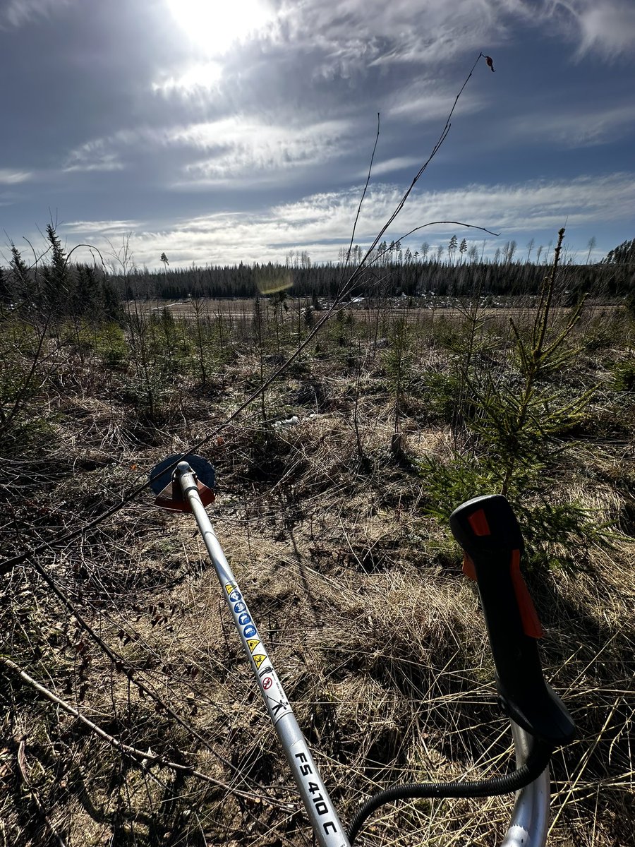 Paras aika hyökätä metsään!