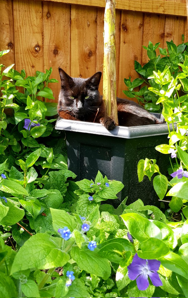 If you plant your seeds early enough your cat plants may start to flower as early as April... #NotMyCat