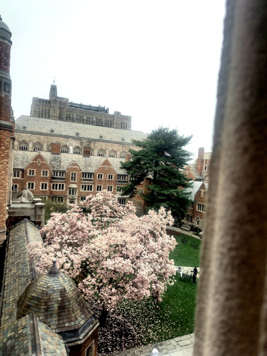 Just in time for spring blossoming. Nice to be back at @YaleLawSch #artandhumanrights. Bernstein Symposium @schellcenter