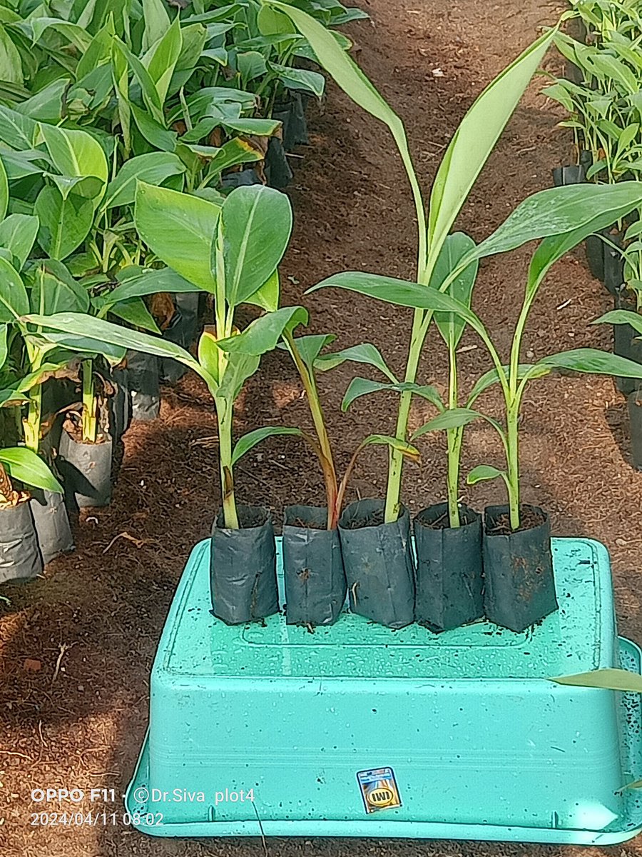 Sivalingam Elayabalan (@selayabalan) on Twitter photo 