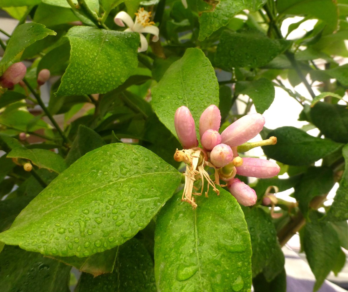 Citrus Mania 🍊🍋 🪴💛 tweet media