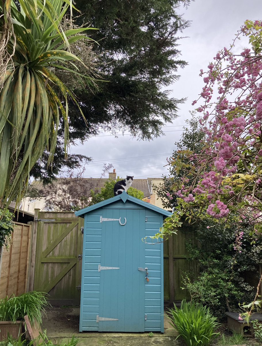 #notmycat #myshed #Caturday