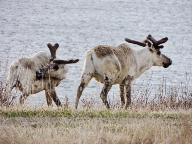 A few caribou seen by the ocean. They are beginning to grow their new antlers now and loose their thick white winter coats.