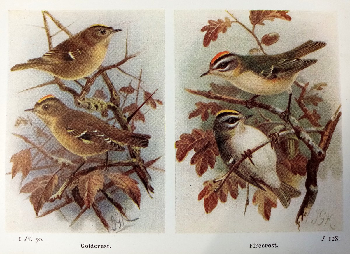 Goldcrests and Firecrests have been spotted @winterbournehg this Spring - illustrations here from our book collection by Lewis Bonhote 1907 and Archibald Thorburn 1920 @lee_hale17 @JackAPhillpotts @WTBBC