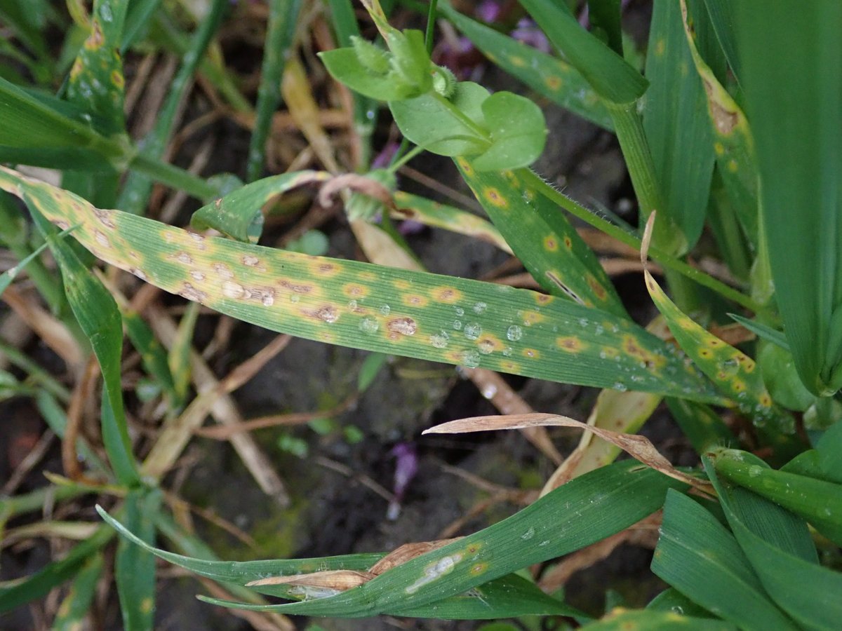 PavelSinkyrik's tweet photo. #Pyrenophora tritici-repentis #DTR is one of the most important #wheat diseases in the Czechia. It is spread from patches by #conidia during the growing season and primary infection is caused by #ascospores from black #pseudoperithecia growing on the residues #plantdisease #fungi https://t.co/yOgsWsTf2j