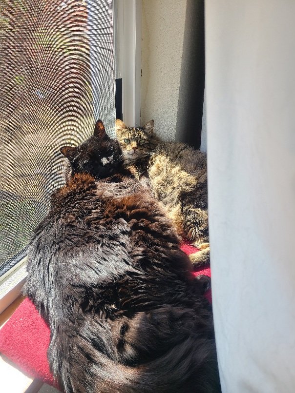 Happy #Caturday ! Rare picture of both of us together on the window pad enjoying a sunpuddle. #hedgewatch #CatsOfTwitter #CatsareFamily #naughtypetsclub #SaturdayVibes