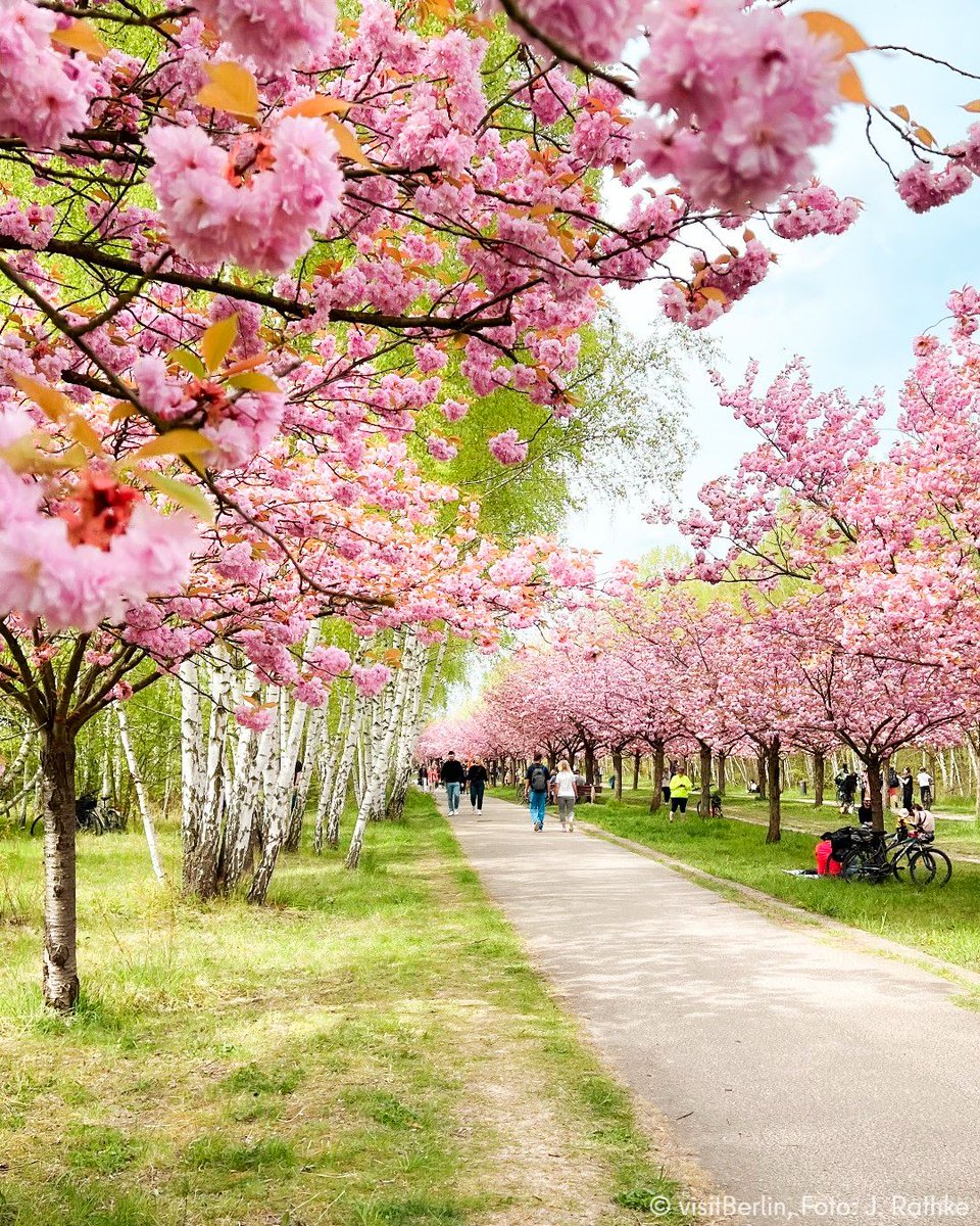 Make sure to catch the cherry blossoms in #Berlin before the are gone, for example at the TV-Asahi-Kirschblütenallee at Mauerweg 🌸✨🌳 #visitberlin