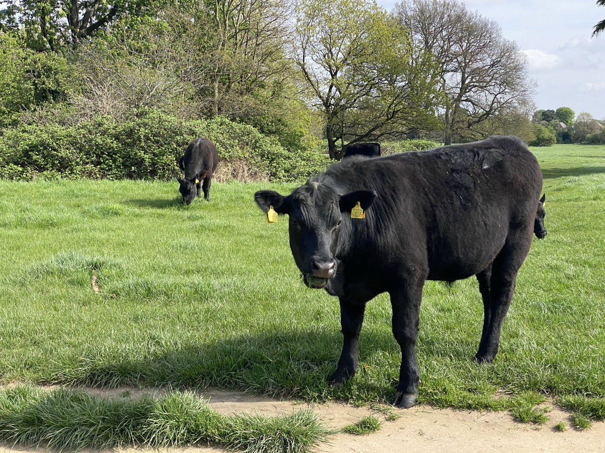 Ermm… went for a walk in our local park (in the suburbs of London), and someone has let some cows loose in it. 🤔😳🐄 Message me if you’re missing a few