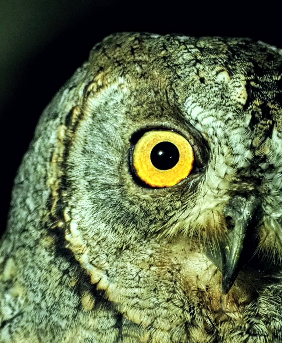 Scops Owl from my recent trip to Turkey