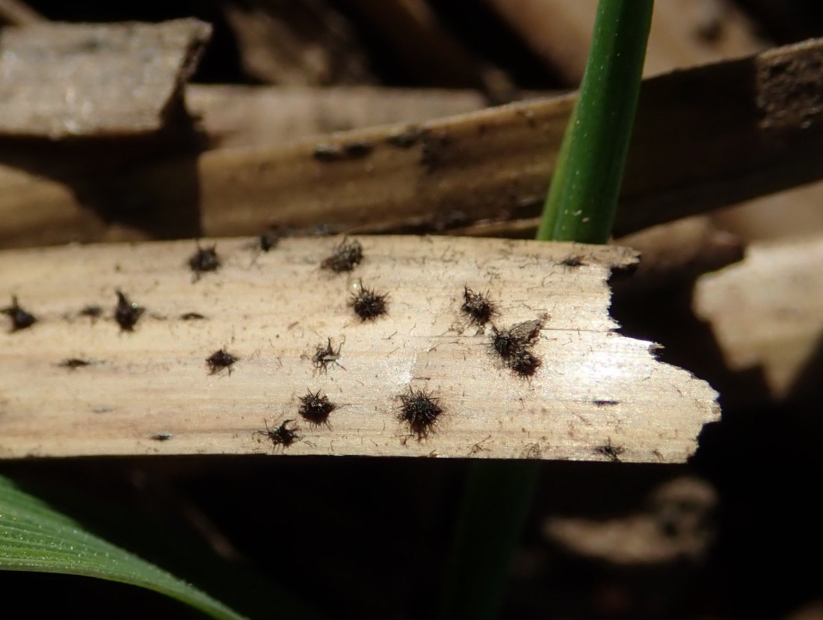 PavelSinkyrik's tweet photo. #Pyrenophora tritici-repentis #DTR is one of the most important #wheat diseases in the Czechia. It is spread from patches by #conidia during the growing season and primary infection is caused by #ascospores from black #pseudoperithecia growing on the residues #plantdisease #fungi https://t.co/yOgsWsTf2j