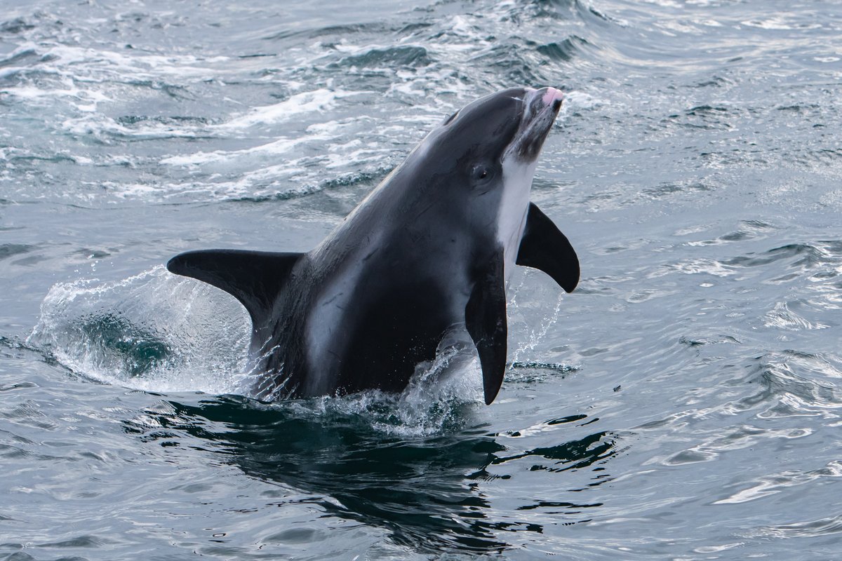 Did you know it is #NationalDolphinDay today? Share your dolphin pictures to celebrate!