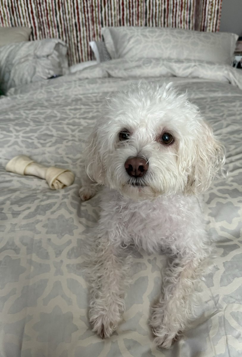 mayemusk's tweet photo. I am so happy to be home, so is DelRey 😍🐶 
First a bath, which he didn’t enjoy 😞 
Then sat in his favorite chair, with my mother‘s etchings framed behind him, patiently watching while I’m on X.
Now calling me to bed, with his largest chew bone 🦴😋
I wrote in my book, if you cannot find your true love, get a dog ❤️❤️
#AWomanmakesAPlan 📖 
Advice for a Lifetime of Adventure, Beauty, and Success
#ItsGreatToBe75 💪👩‍🎓