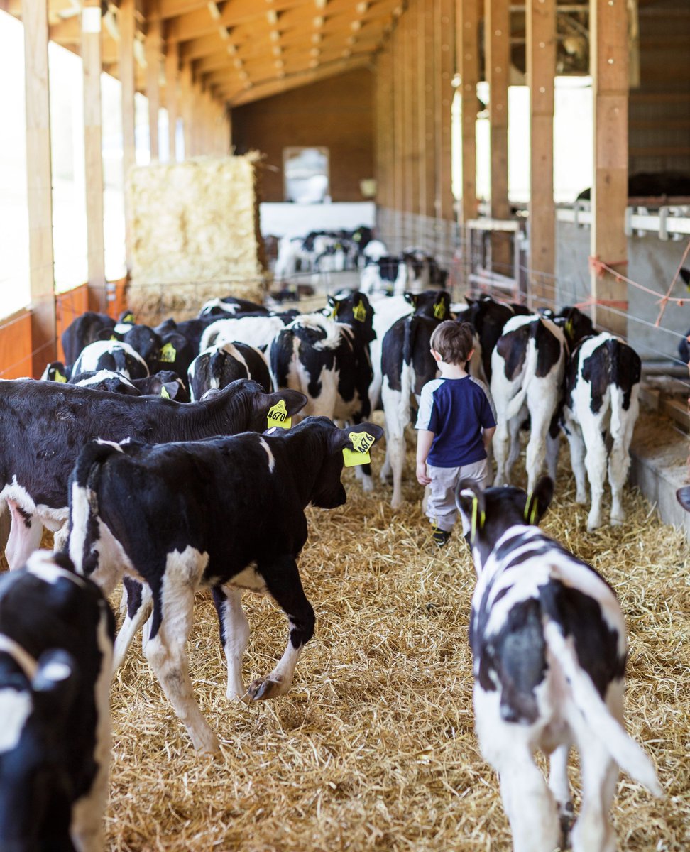 One of these things is not like the other...

Those who care for these animals daily understand that it is essential to walk slowly, use low, calm voices, and understand their flight zone. 

#animalhandeling #animalcare #animalag