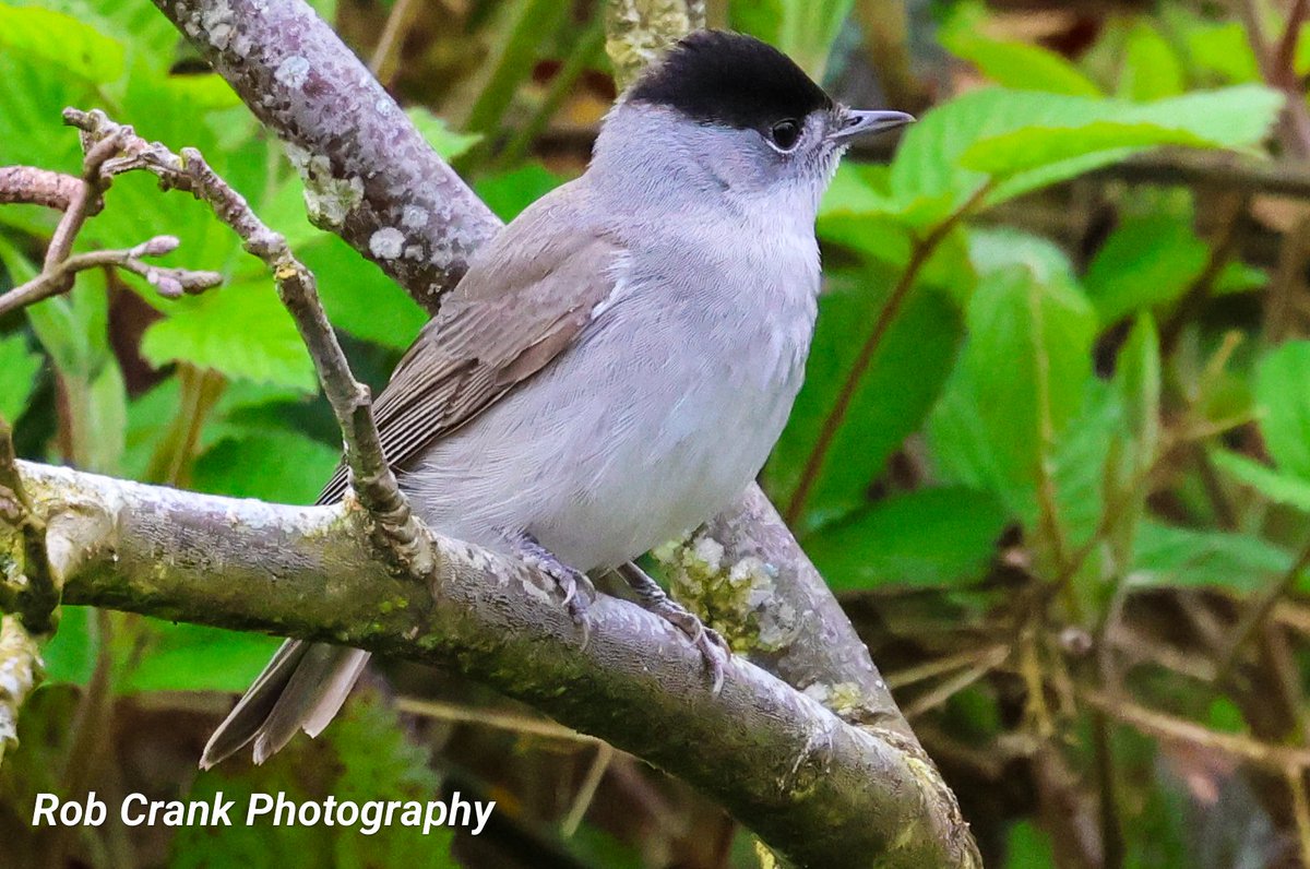 Another 'Lifer' for me yesterday with this capture of a Blackcap at Martin Mere below the Kingfisher Hide.
#canonphotography #birdphotography #TwitterNaturePhotography #birds #naturelovers #TwitterNatureCommunity #Lifers