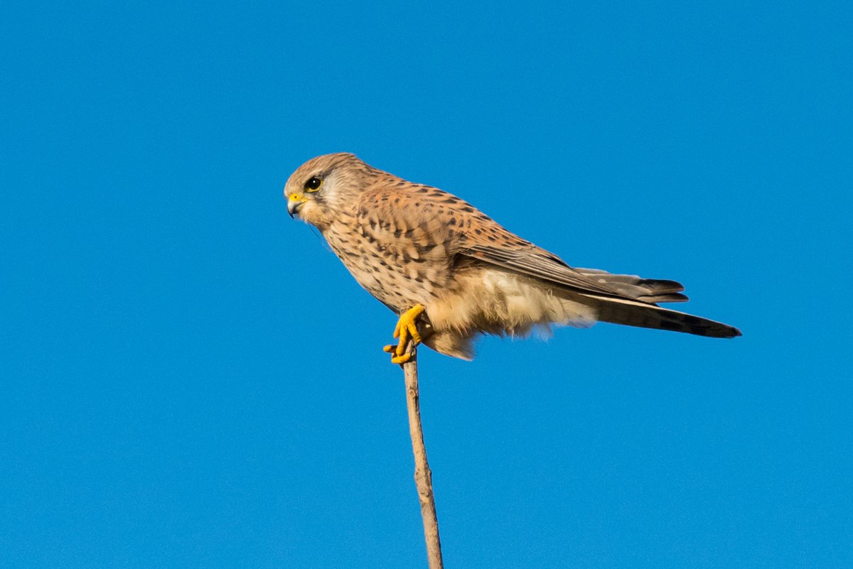 The Kestrel has extremely good eyesight and can spot a beetle from 50 metres away! #WildlifeWednesday