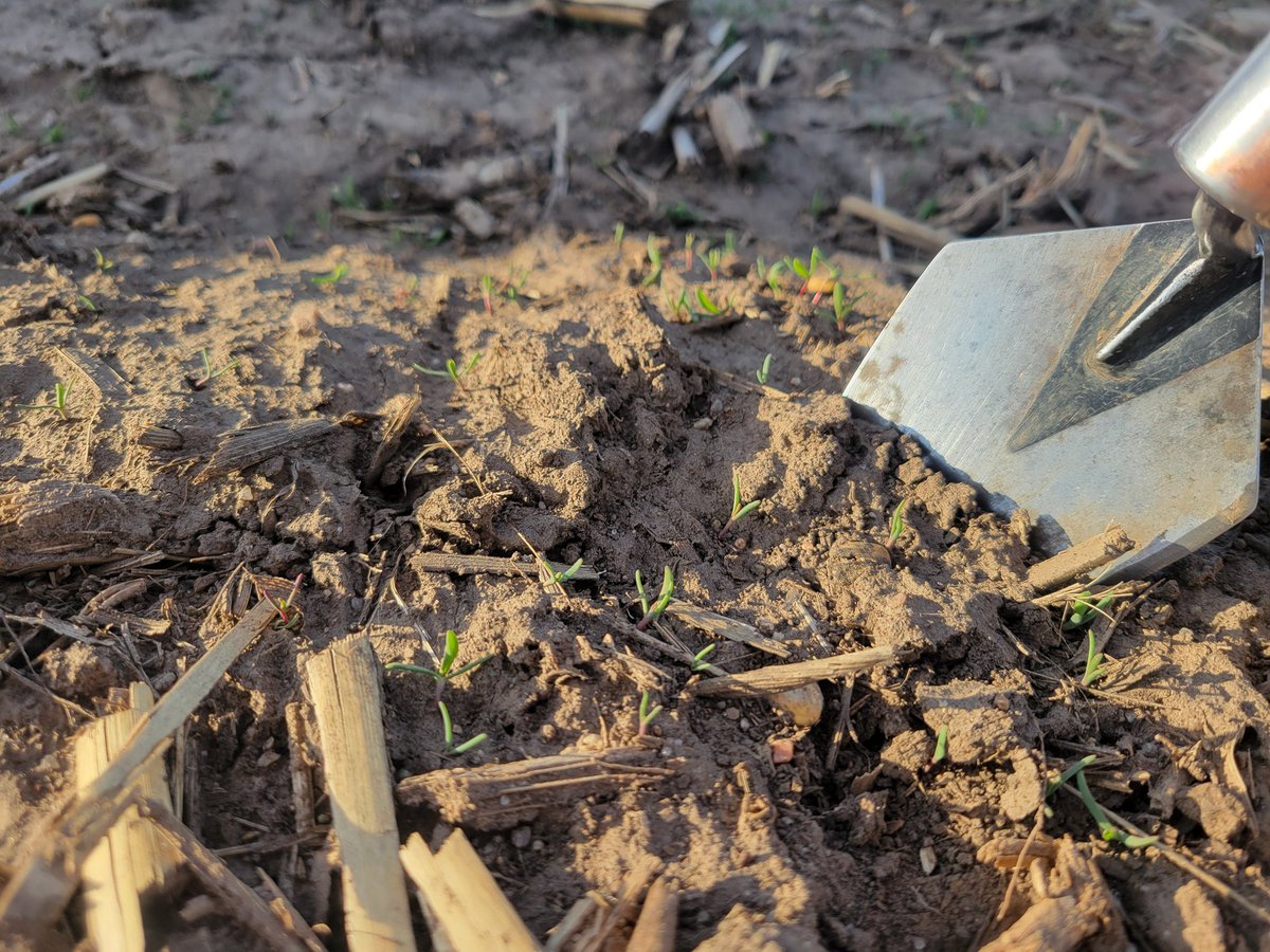 OrvinBontrager's tweet photo. Newly emerged smartweed, need to get early prelant herbicide residuals on fields going to soybeans soon. https://t.co/TULN862XLw
