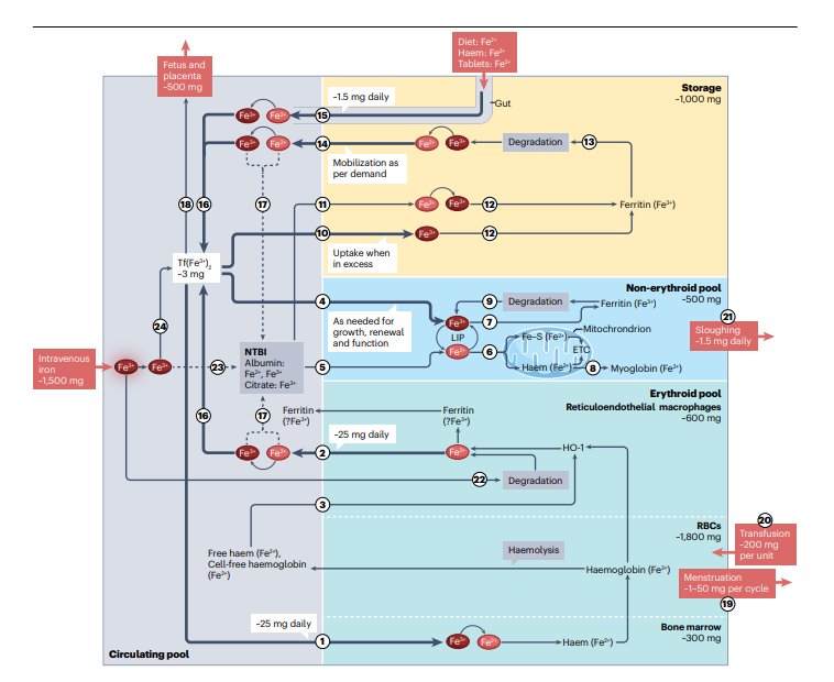 🔴 Iron deficiency and supplementation in heart failure #2024Review @NatRevCardiol nature.com/articles/s4156… #CardioTwitter #Cardiology #CardioEd #Cardiotwitter #cardiotwitter #MedEd #medical #cardiology #medtwitter #meded #CVD #medEd #cardiovascular #cardiotwiteros