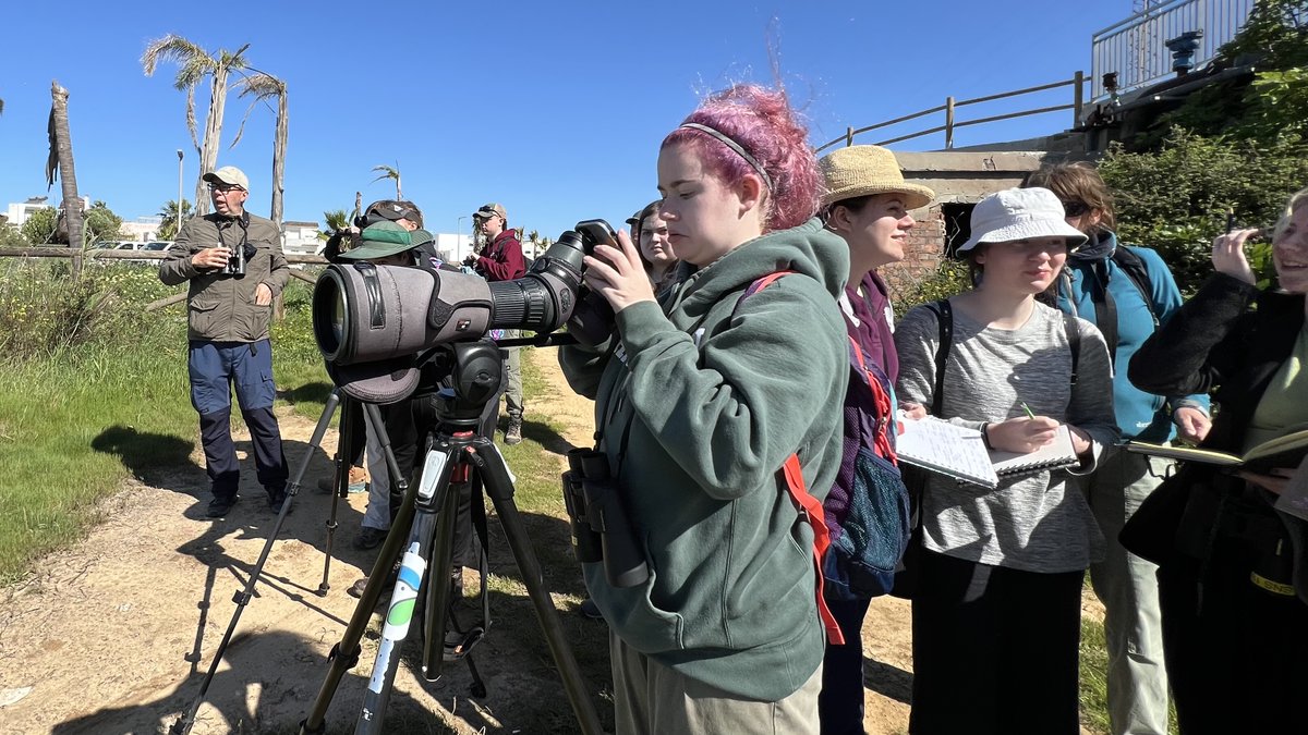 The #Straits is THE arena for #FlywayLearning with students from @BangorBioZoo @BangorSENS with the ace @Ewa_Krzyszczyk y @CMBettridge Y´day studying #Shorebird populations, spp richness & nearest neighbour analysis, then onto focal follow studies on Northern Bald #Ibis!😊