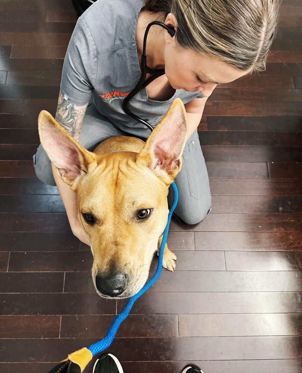 The definition of fear free! Treats front and center so nothing else matters! ❤️